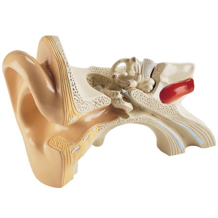 DENOYER-GEPPERT Anatomical Model, Student Ear Model 0823-33